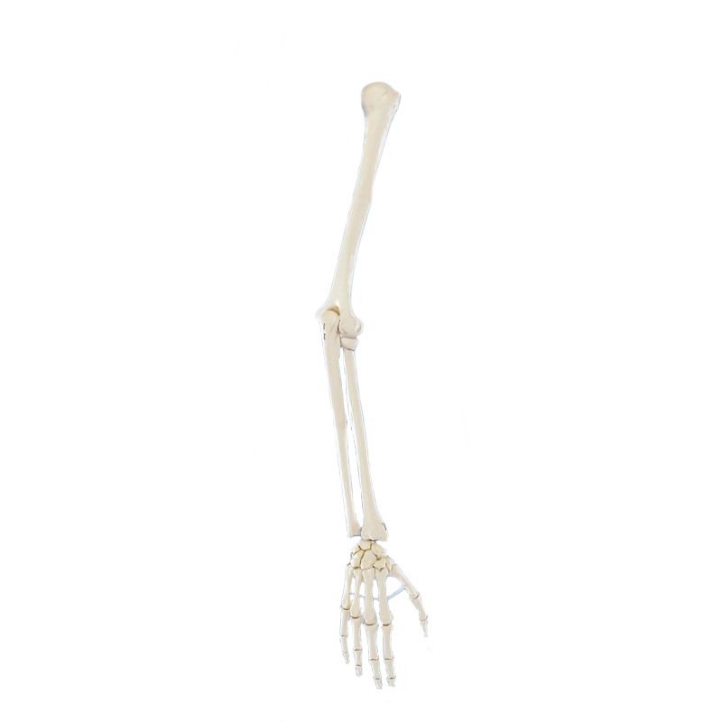 Arm Skeleton Model